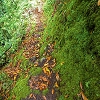 Plants: image 86 Of 208 Thumb